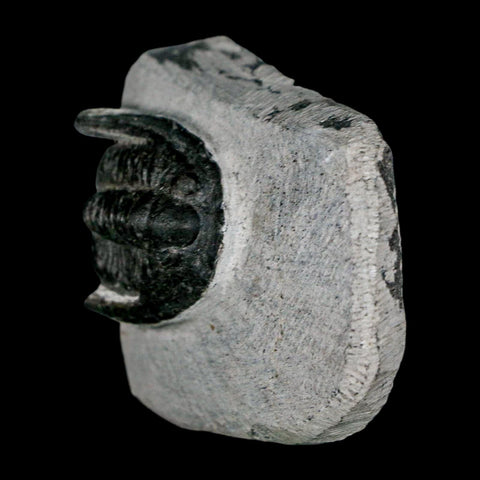 1.1" Cornuproetus Cornutus Trilobite Fossil Morocco Devonian 400 Mil Yrs Ago COA - Fossil Age Minerals