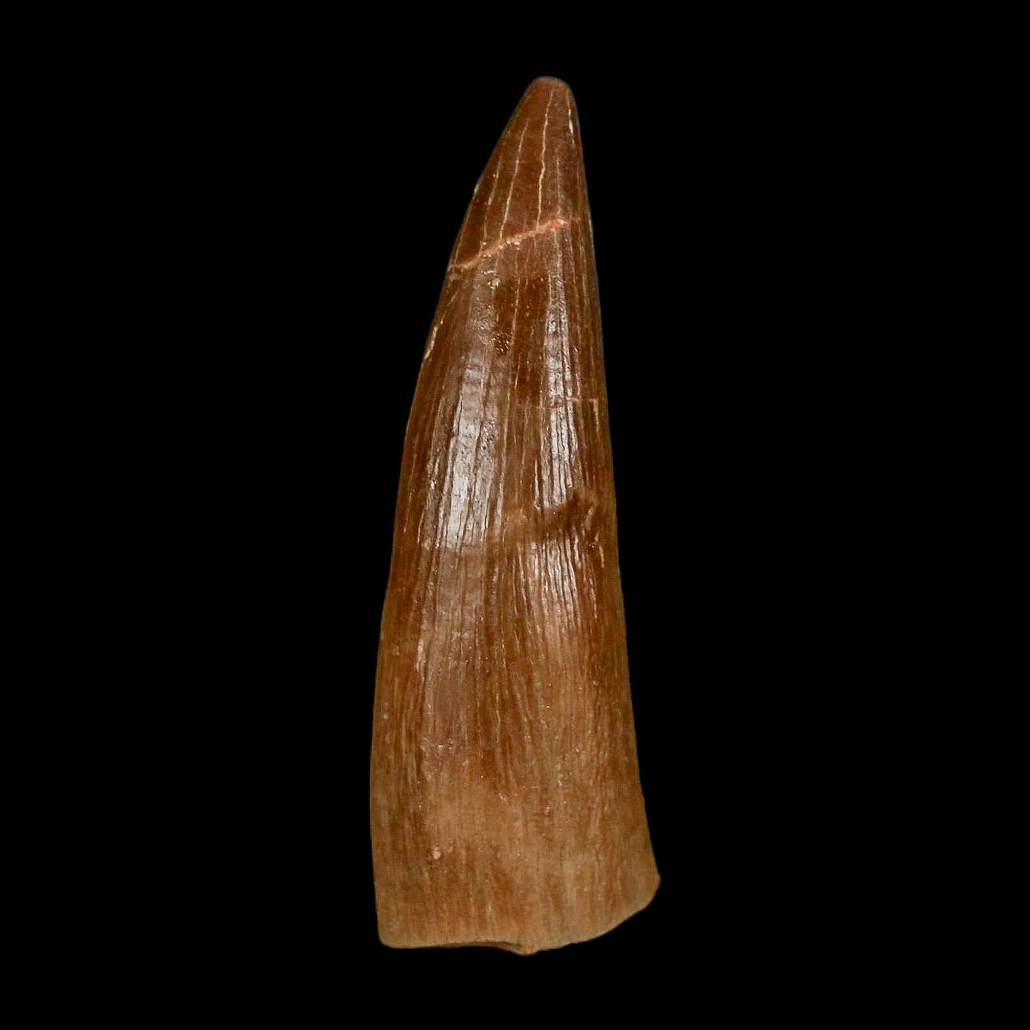 1.6" Plesiosaur Zarafasaura Tooth Fossil Cretaceous Dinosaur Era COA, Stand - Fossil Age Minerals