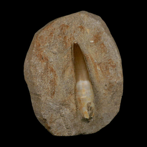 XXL 2.5" Plesiosaur Zarafasaura Tooth Fossil In Matrix Cretaceous Dinosaur Era COA