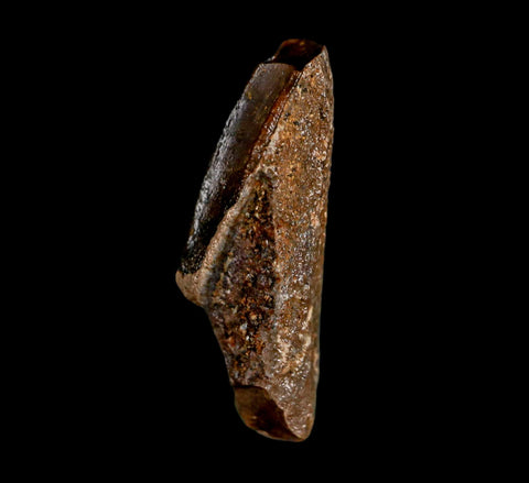 0.9" Edmontosaurus Dinosaur Fossil Tooth Rooted Hell Creek FM MT COA Display
