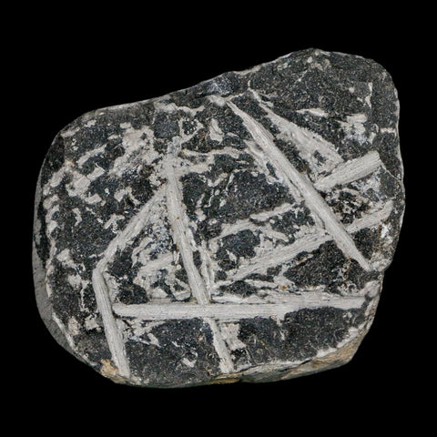 1.1" Cornuproetus Cornutus Trilobite Fossil Morocco Devonian 400 Mil Yrs Ago COA - Fossil Age Minerals