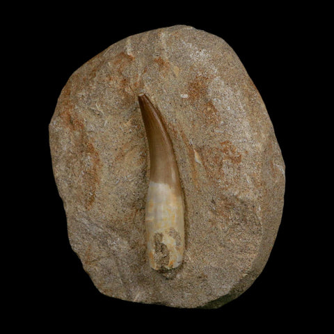 XXL 2.5" Plesiosaur Zarafasaura Tooth Fossil In Matrix Cretaceous Dinosaur Era COA