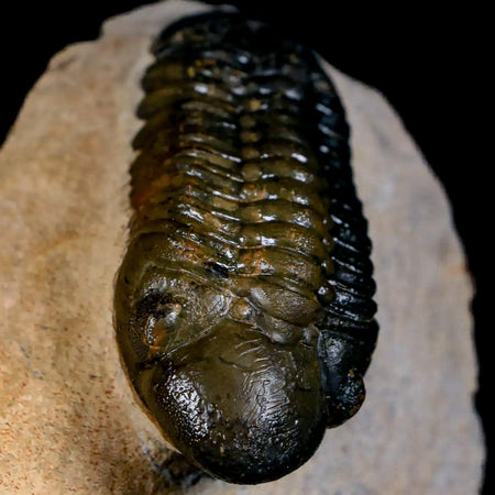 2.7" Reedops Cephalotes Trilobite Fossil Morocco Devonian Age 400 Mil Yrs Old COA