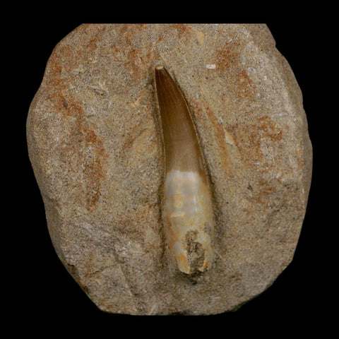 XXL 2.5" Plesiosaur Zarafasaura Tooth Fossil In Matrix Cretaceous Dinosaur Era COA