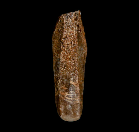 0.9" Edmontosaurus Dinosaur Fossil Tooth Rooted Hell Creek FM MT COA Display