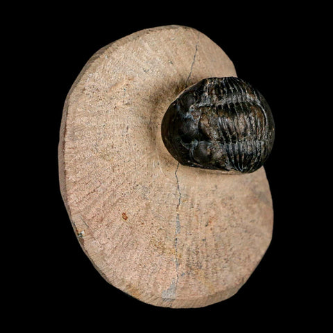 1.2" Paralejurus SP Trilobite Fossil Morocco Devonian Age 400 Mil Yrs Old COA - Fossil Age Minerals