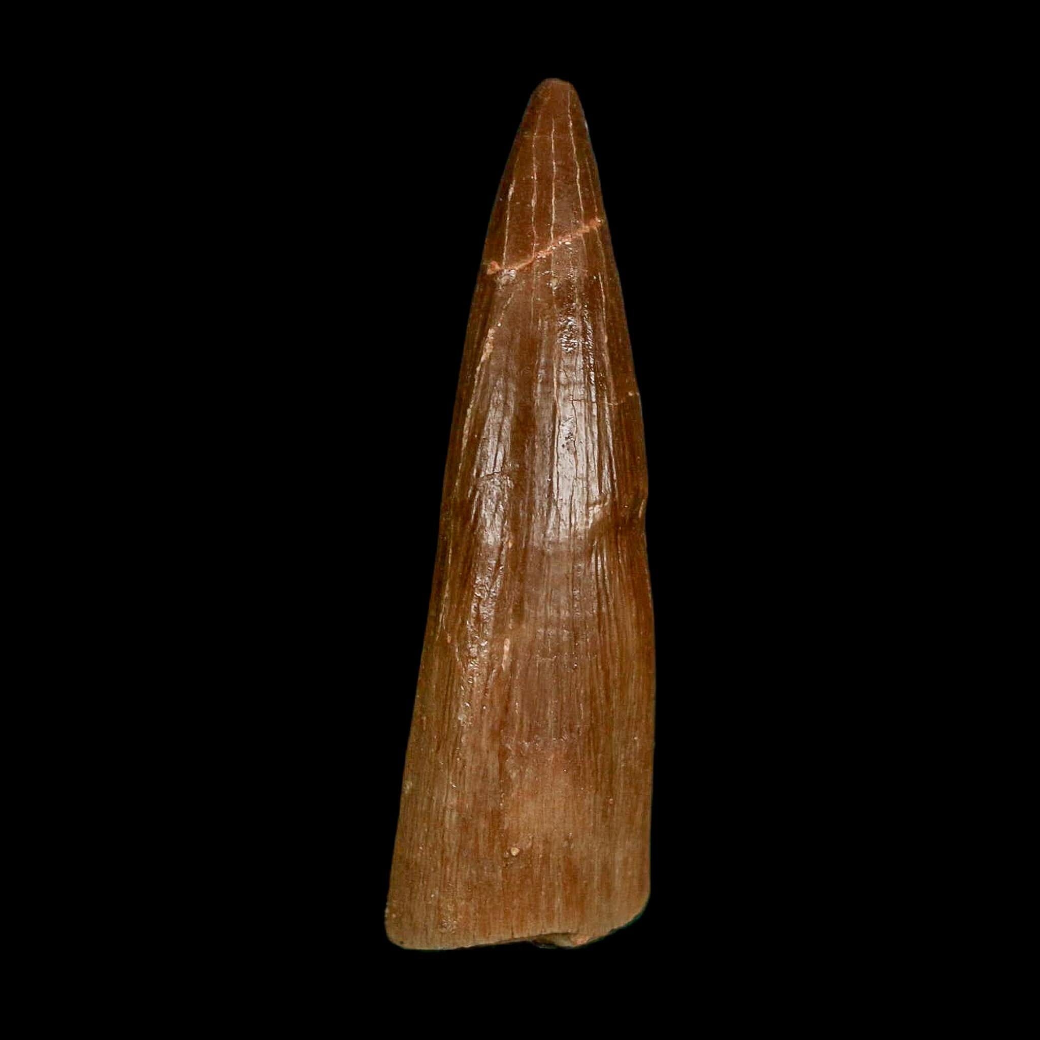 1.6" Plesiosaur Zarafasaura Tooth Fossil Cretaceous Dinosaur Era COA, Stand - Fossil Age Minerals