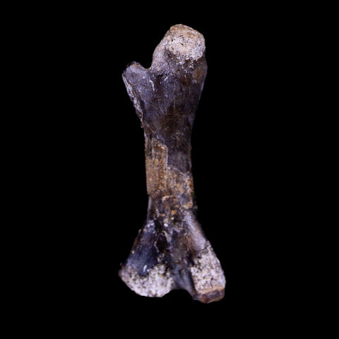 Captorhinus Aguti Fossil Femur Bone Permian Age Reptile 299 Mil Yrs Old Display COA - Fossil Age Minerals