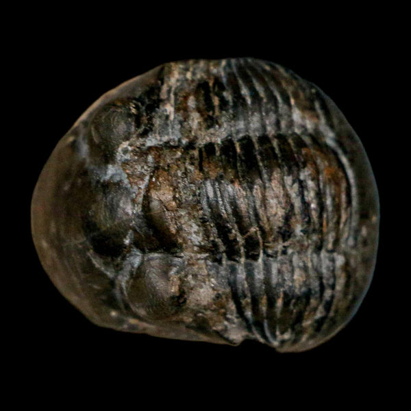 1.2