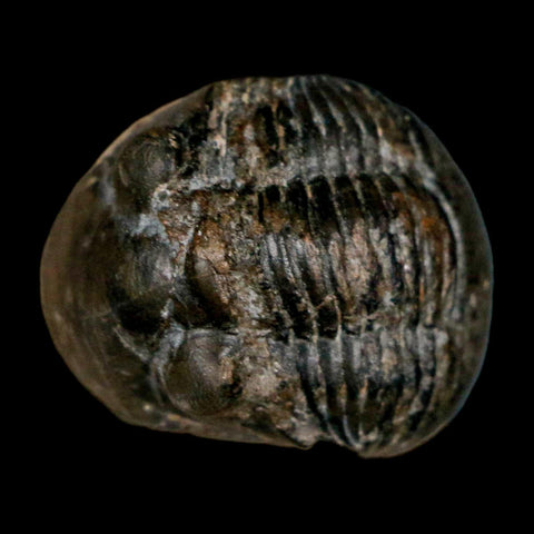 1.2" Paralejurus SP Trilobite Fossil Morocco Devonian Age 400 Mil Yrs Old COA - Fossil Age Minerals