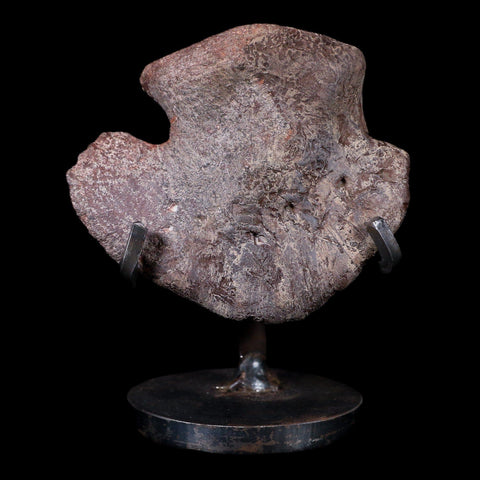 2.8" Maiasaura Hadrosaur Dinosaur Ungual Bone Fossil Two Medicine FM MT COA - Fossil Age Minerals