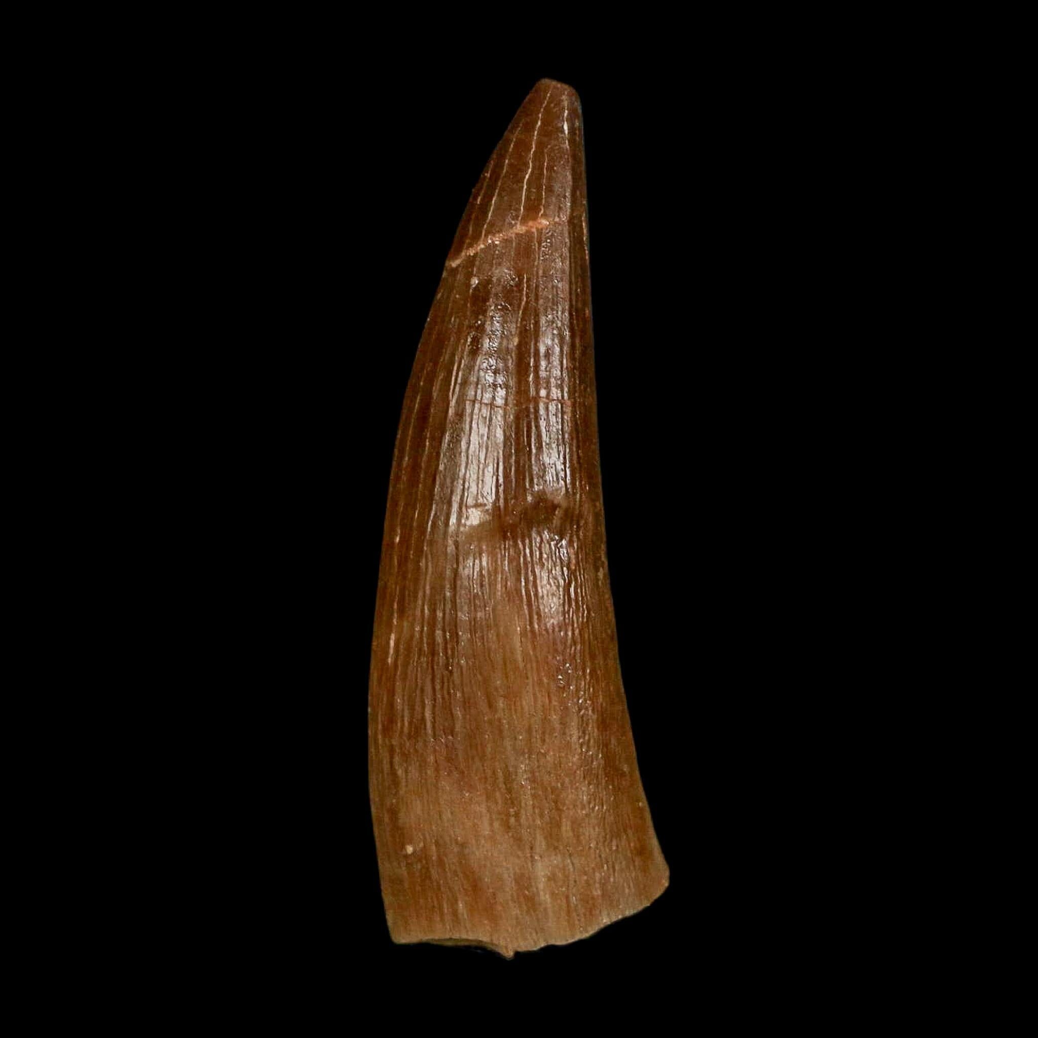1.6" Plesiosaur Zarafasaura Tooth Fossil Cretaceous Dinosaur Era COA, Stand - Fossil Age Minerals