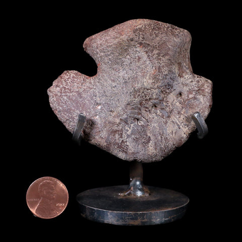 2.8" Maiasaura Hadrosaur Dinosaur Ungual Bone Fossil Two Medicine FM MT COA - Fossil Age Minerals