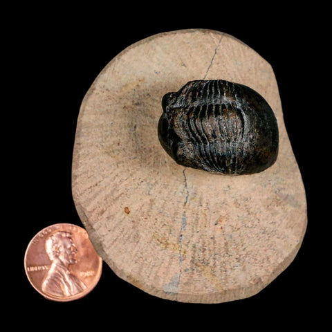 1.2" Paralejurus SP Trilobite Fossil Morocco Devonian Age 400 Mil Yrs Old COA - Fossil Age Minerals