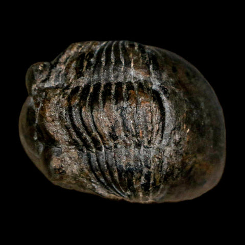 1.2" Paralejurus SP Trilobite Fossil Morocco Devonian Age 400 Mil Yrs Old COA - Fossil Age Minerals