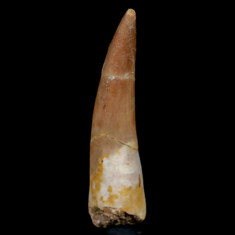 1.8" Plesiosaur Zarafasaura Tooth Fossil Cretaceous Dinosaur Era COA, Stand - Fossil Age Minerals