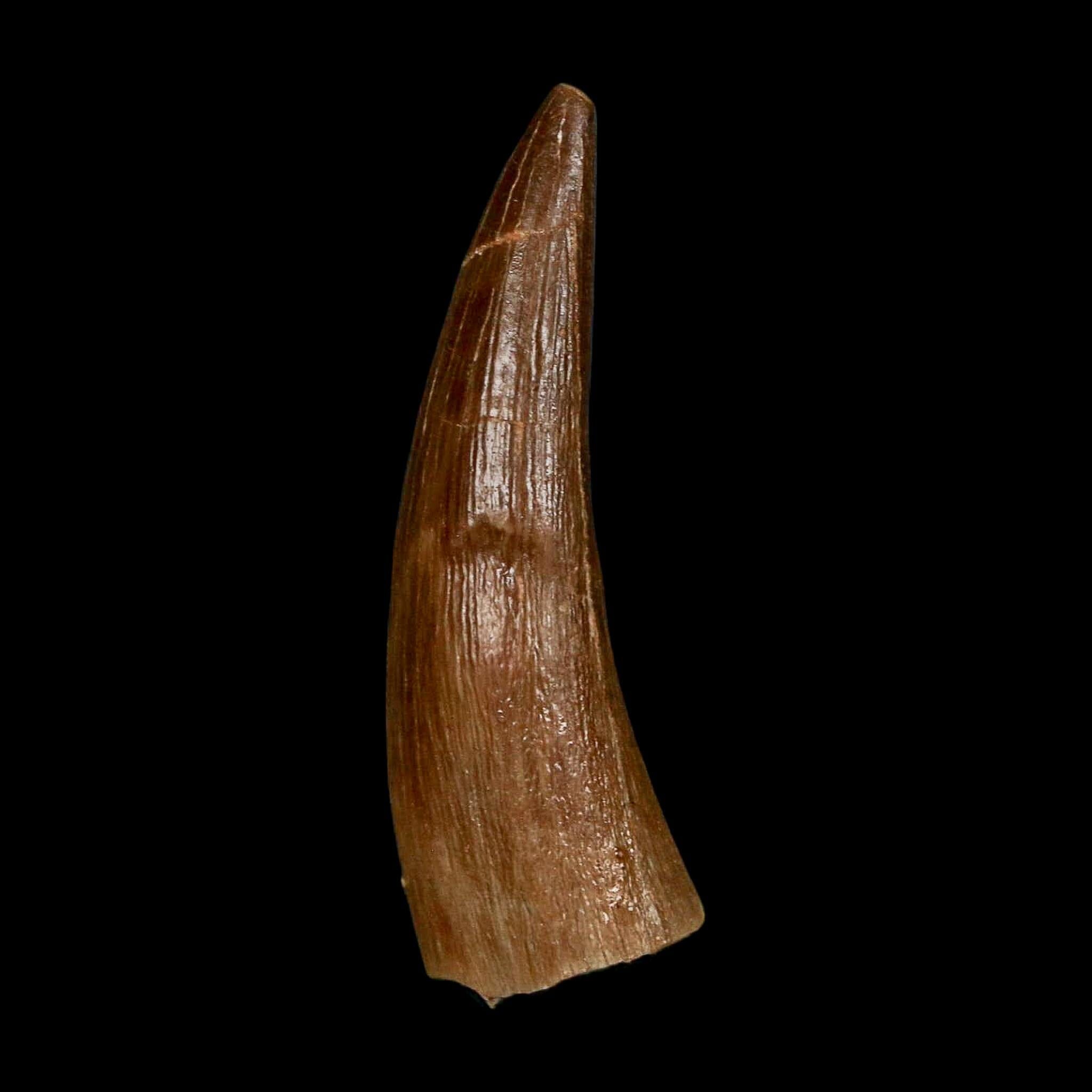 1.6" Plesiosaur Zarafasaura Tooth Fossil Cretaceous Dinosaur Era COA, Stand - Fossil Age Minerals