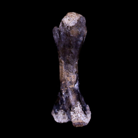 Captorhinus Aguti Fossil Femur Bone Permian Age Reptile 299 Mil Yrs Old Display COA - Fossil Age Minerals