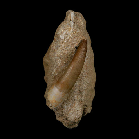XXL 2.5" Plesiosaur Zarafasaura Tooth Fossil In Matrix Cretaceous Dinosaur Era COA