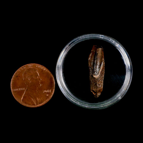 0.9" Edmontosaurus Dinosaur Fossil Tooth Rooted Hell Creek FM MT COA Display