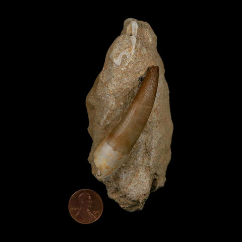 XXL 2.5" Plesiosaur Zarafasaura Tooth Fossil In Matrix Cretaceous Dinosaur Era COA
