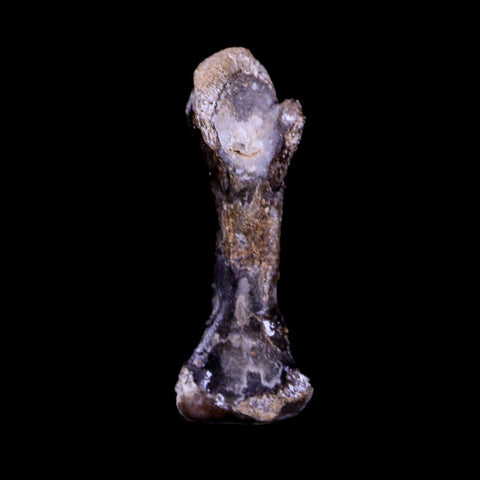 Captorhinus Aguti Fossil Femur Bone Permian Age Reptile 299 Mil Yrs Old Display COA - Fossil Age Minerals