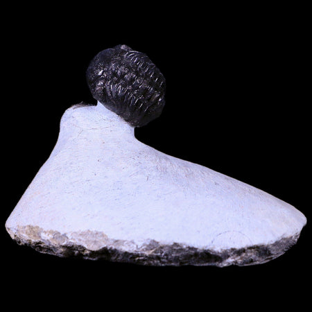 Reedops and Cornuproetus Cornutus Trilobite Fossil Morocco Devonian Age COA