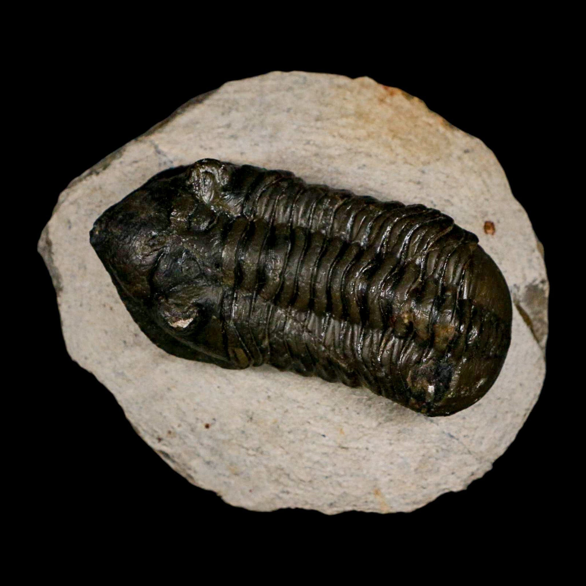 2.5" Moroccops Trilobite Fossil Devonian Morocco 400 Million Years Old COA - Fossil Age Minerals