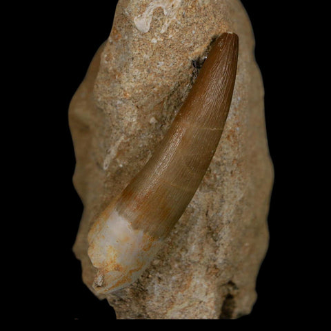XXL 2.5" Plesiosaur Zarafasaura Tooth Fossil In Matrix Cretaceous Dinosaur Era COA
