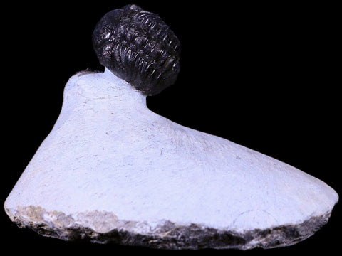 Reedops and Cornuproetus Cornutus Trilobite Fossil Morocco Devonian Age COA - Fossil Age Minerals