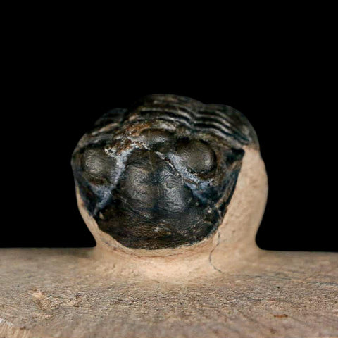 1.2" Paralejurus SP Trilobite Fossil Morocco Devonian Age 400 Mil Yrs Old COA - Fossil Age Minerals