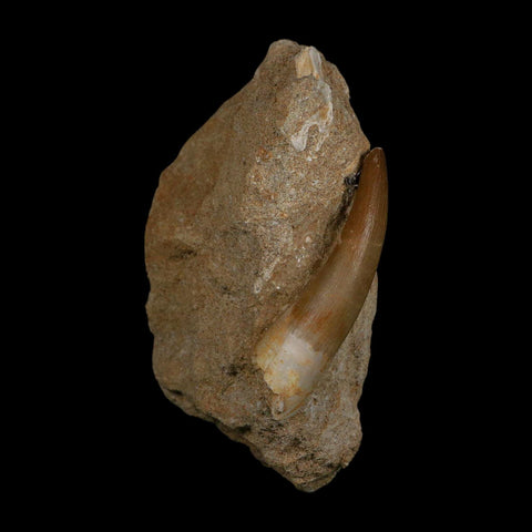 XXL 2.5" Plesiosaur Zarafasaura Tooth Fossil In Matrix Cretaceous Dinosaur Era COA