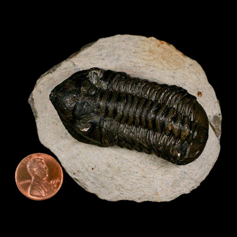 2.5" Moroccops Trilobite Fossil Devonian Morocco 400 Million Years Old COA - Fossil Age Minerals