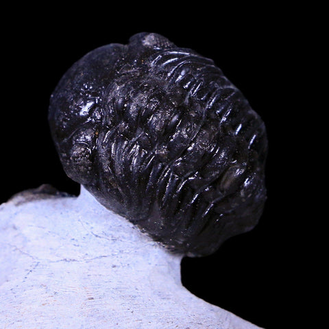 Reedops and Cornuproetus Cornutus Trilobite Fossil Morocco Devonian Age COA - Fossil Age Minerals