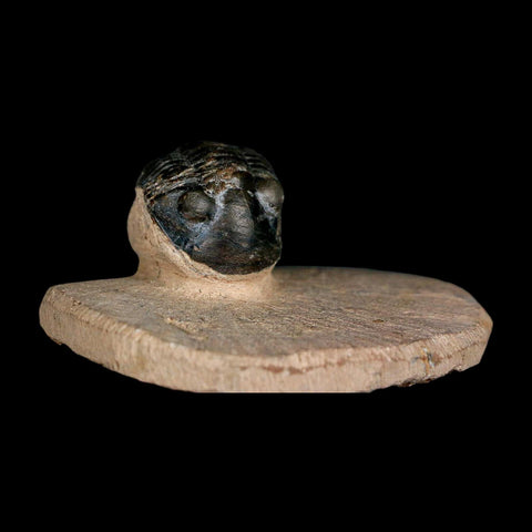 1.2" Paralejurus SP Trilobite Fossil Morocco Devonian Age 400 Mil Yrs Old COA - Fossil Age Minerals