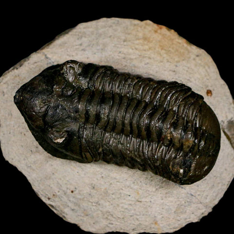 2.5" Moroccops Trilobite Fossil Devonian Morocco 400 Million Years Old COA - Fossil Age Minerals