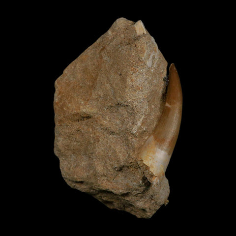 XXL 2.5" Plesiosaur Zarafasaura Tooth Fossil In Matrix Cretaceous Dinosaur Era COA