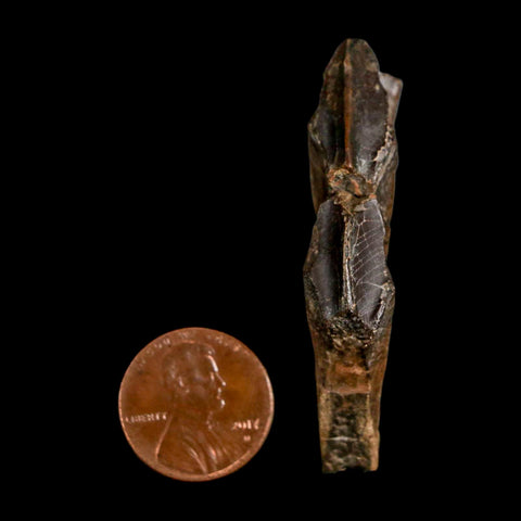 2.1" Edmontosaurus Dinosaur Fossil Tooth Battery Hell Creek FM MT COA Display