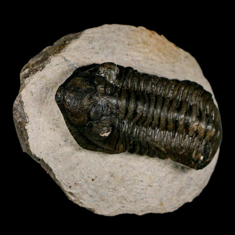 2.5" Moroccops Trilobite Fossil Devonian Morocco 400 Million Years Old COA - Fossil Age Minerals