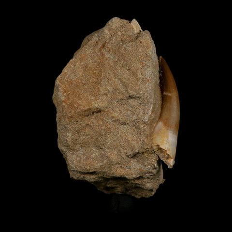 XXL 2.5" Plesiosaur Zarafasaura Tooth Fossil In Matrix Cretaceous Dinosaur Era COA