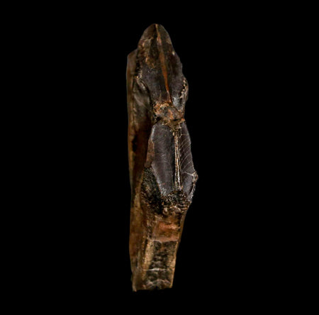 2.1" Edmontosaurus Dinosaur Fossil Tooth Battery Hell Creek FM MT COA Display