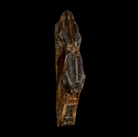 2.1" Edmontosaurus Dinosaur Fossil Tooth Battery Hell Creek FM MT COA Display