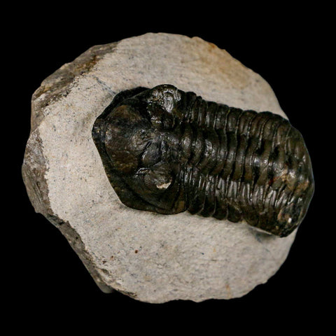 2.5" Moroccops Trilobite Fossil Devonian Morocco 400 Million Years Old COA - Fossil Age Minerals