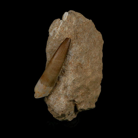 XXL 2.5" Plesiosaur Zarafasaura Tooth Fossil In Matrix Cretaceous Dinosaur Era COA