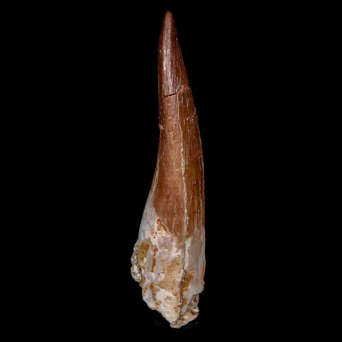 XL 2.4" Plesiosaur Zarafasaura Tooth Fossil Cretaceous Dinosaur Era COA, Stand - Fossil Age Minerals
