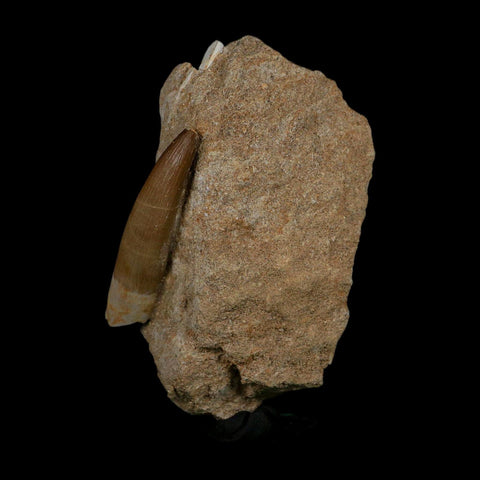 XXL 2.5" Plesiosaur Zarafasaura Tooth Fossil In Matrix Cretaceous Dinosaur Era COA