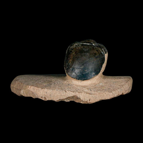 1.2" Paralejurus SP Trilobite Fossil Morocco Devonian Age 400 Mil Yrs Old COA - Fossil Age Minerals