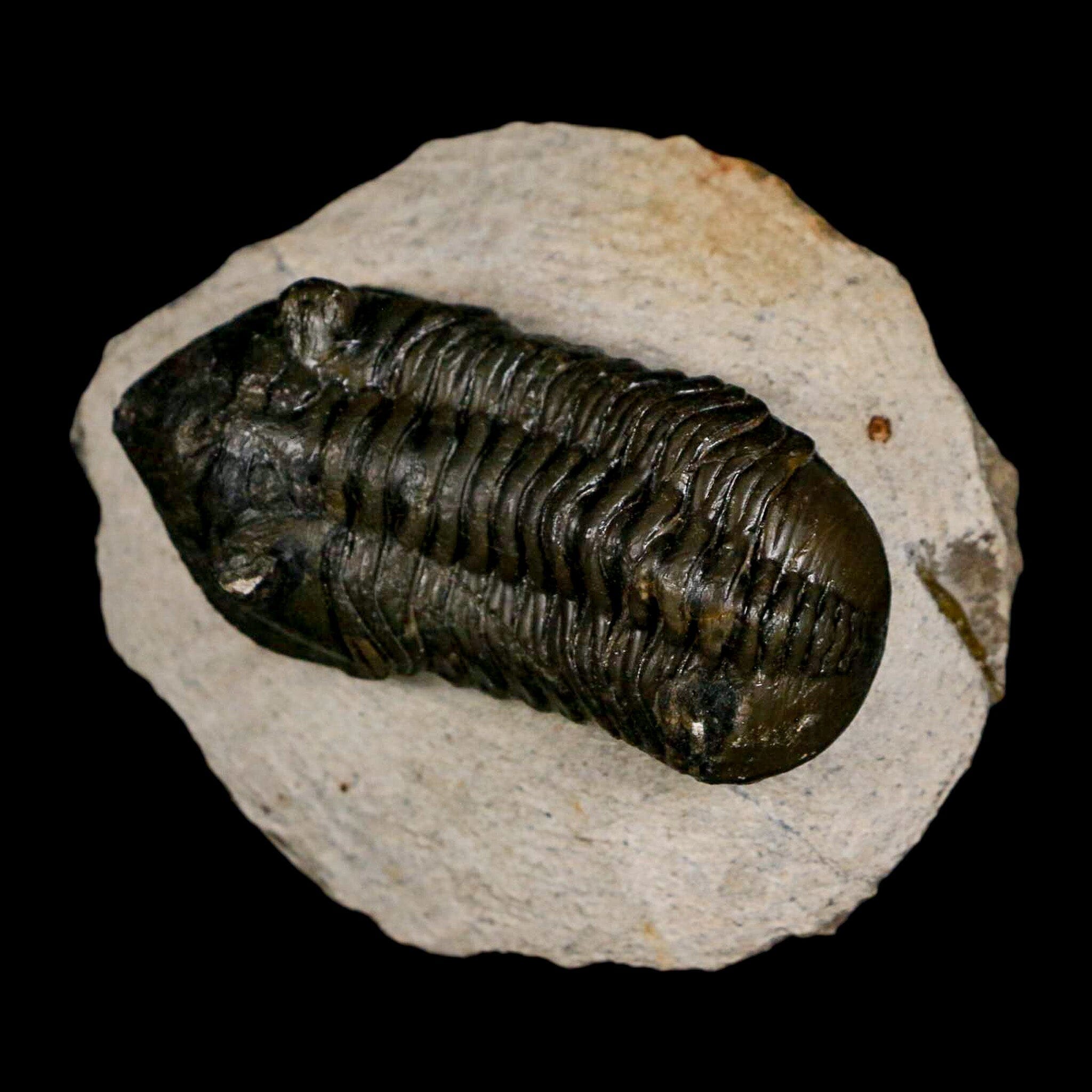 2.5" Moroccops Trilobite Fossil Devonian Morocco 400 Million Years Old COA - Fossil Age Minerals
