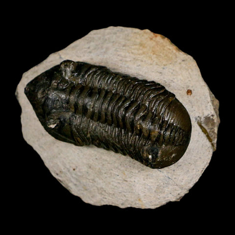 2.5" Moroccops Trilobite Fossil Devonian Morocco 400 Million Years Old COA - Fossil Age Minerals