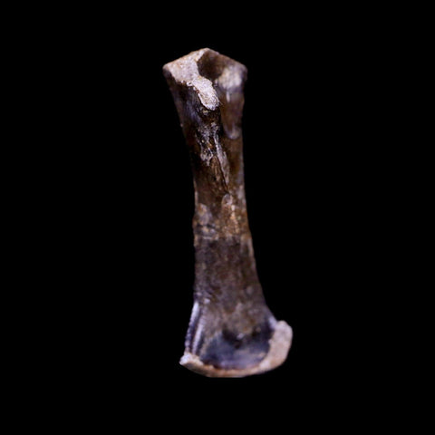 Captorhinus Aguti Fossil Femur Bone Permian Age Reptile 299 Mil Yrs Old Display COA - Fossil Age Minerals